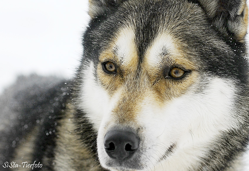 Siberian Husky