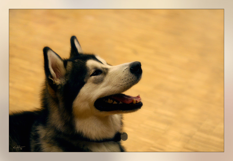 Siberian Husky