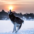 Siberian Husky