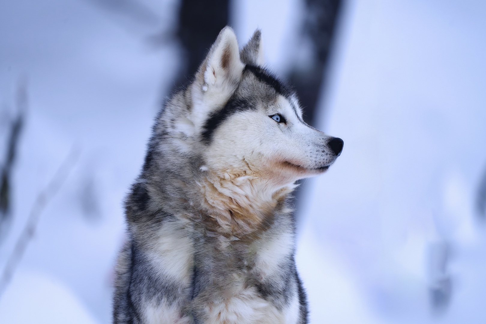 Siberian Husky