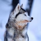 Siberian Husky