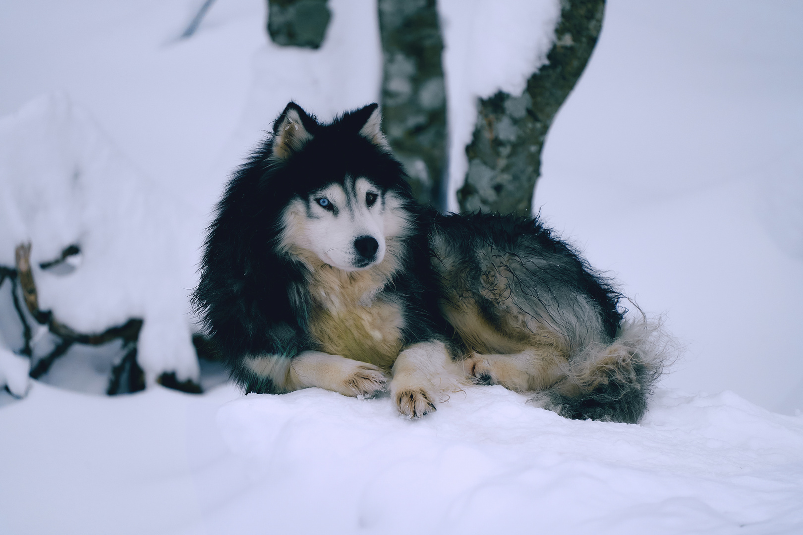 Siberian Husky