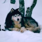 Siberian Husky