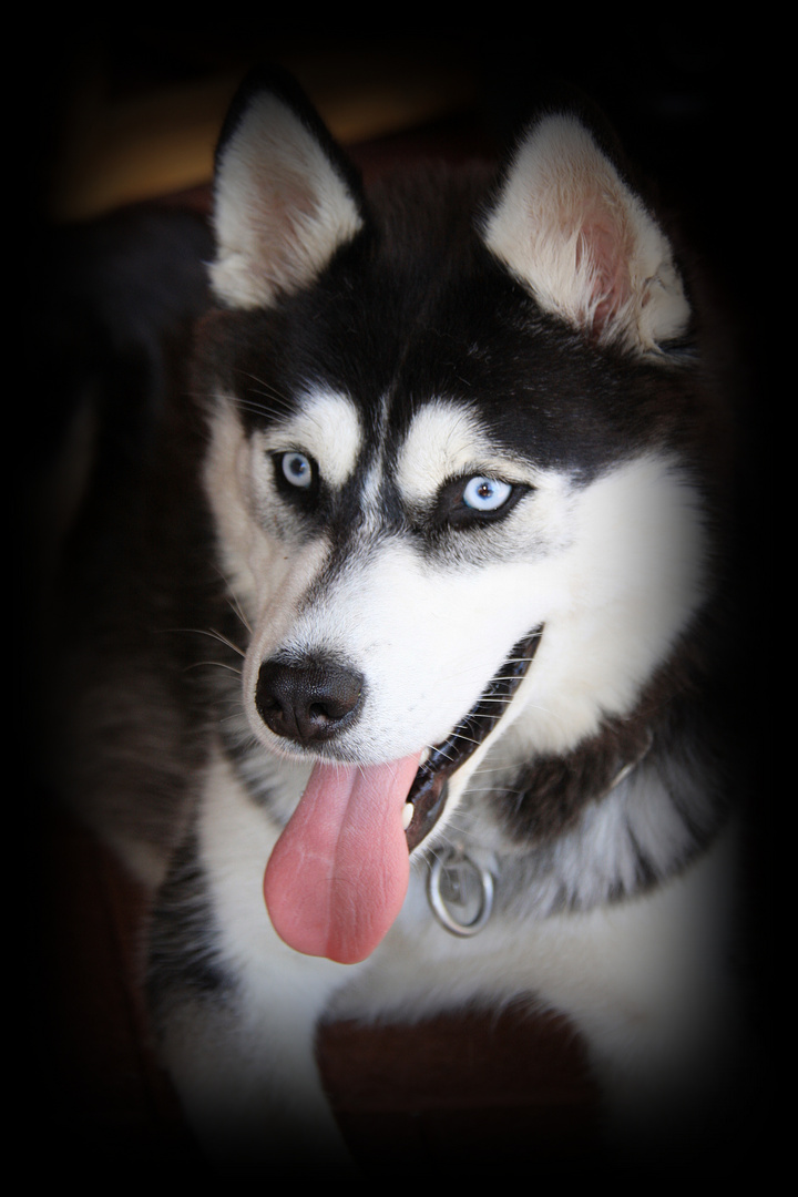 Siberian Husky Aleska