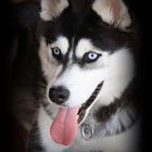 Siberian Husky Aleska