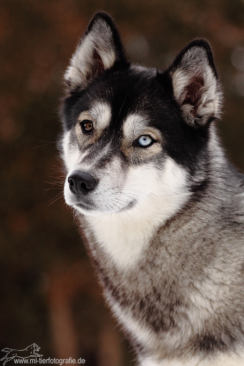 Siberian Husky Aletta