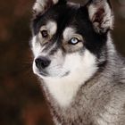 Siberian Husky Aletta