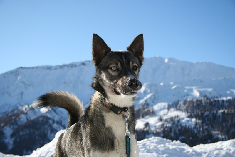 Siberian Husky am Alpentrail 2012