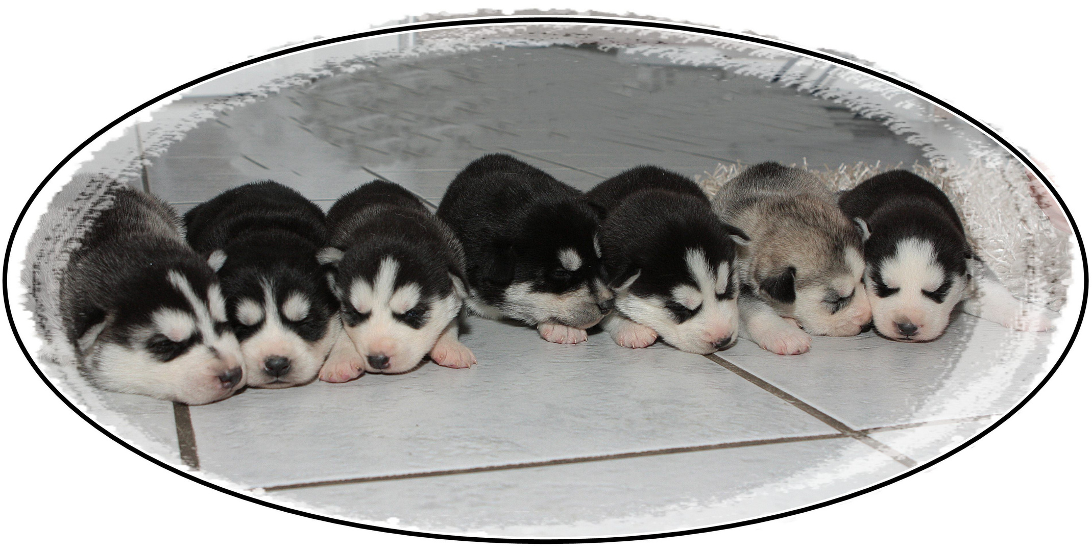 Siberian Husky Baby´s