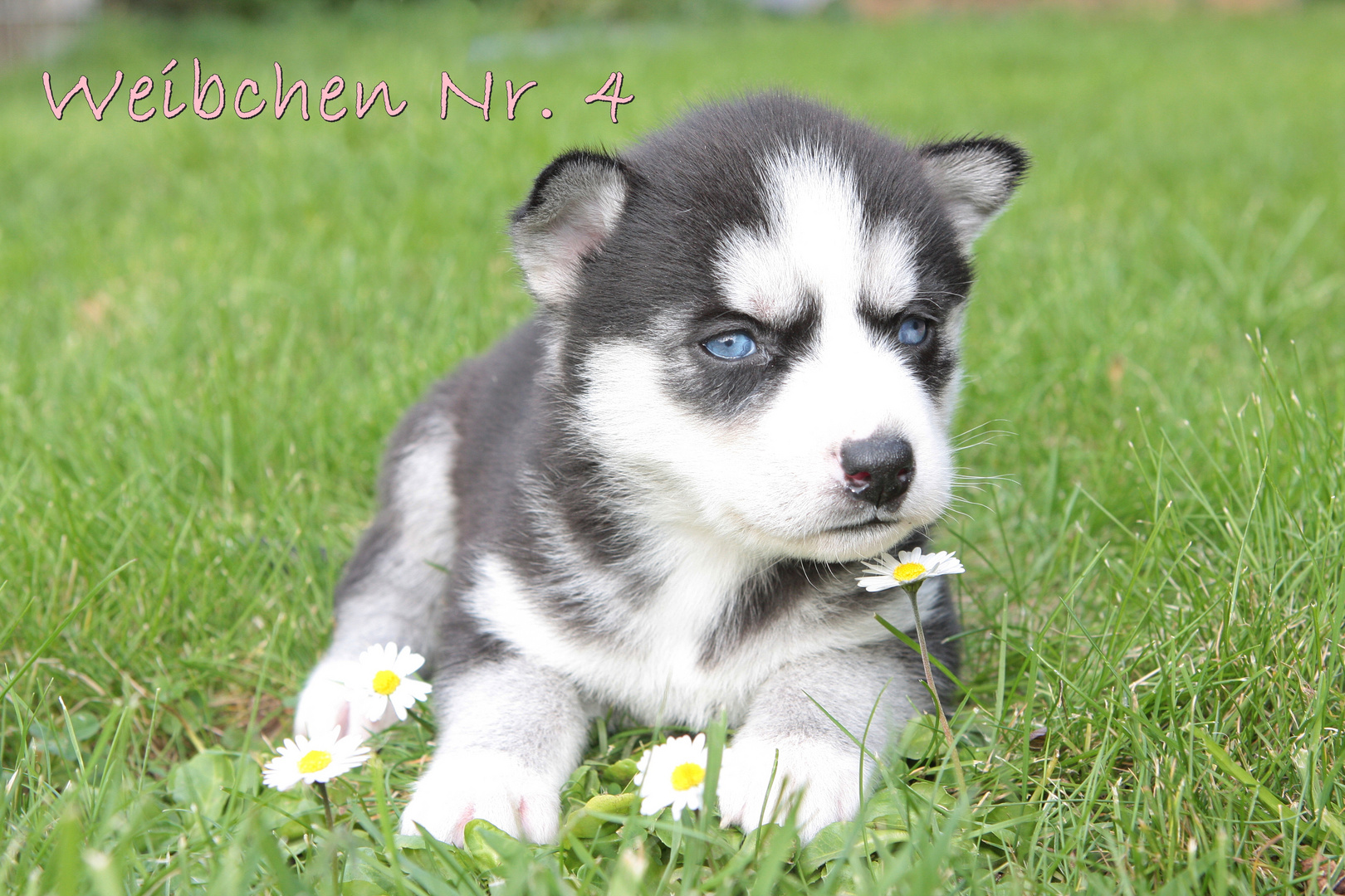 Siberian Husky Blue Ace