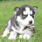 Siberian Husky Blue Ace