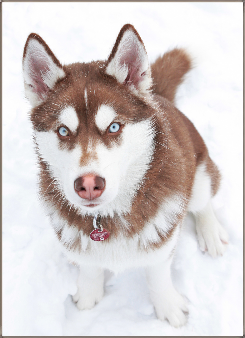 Siberian Husky Braun/Weiß