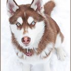 Siberian Husky Braun/Weiß