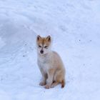 Siberian Husky