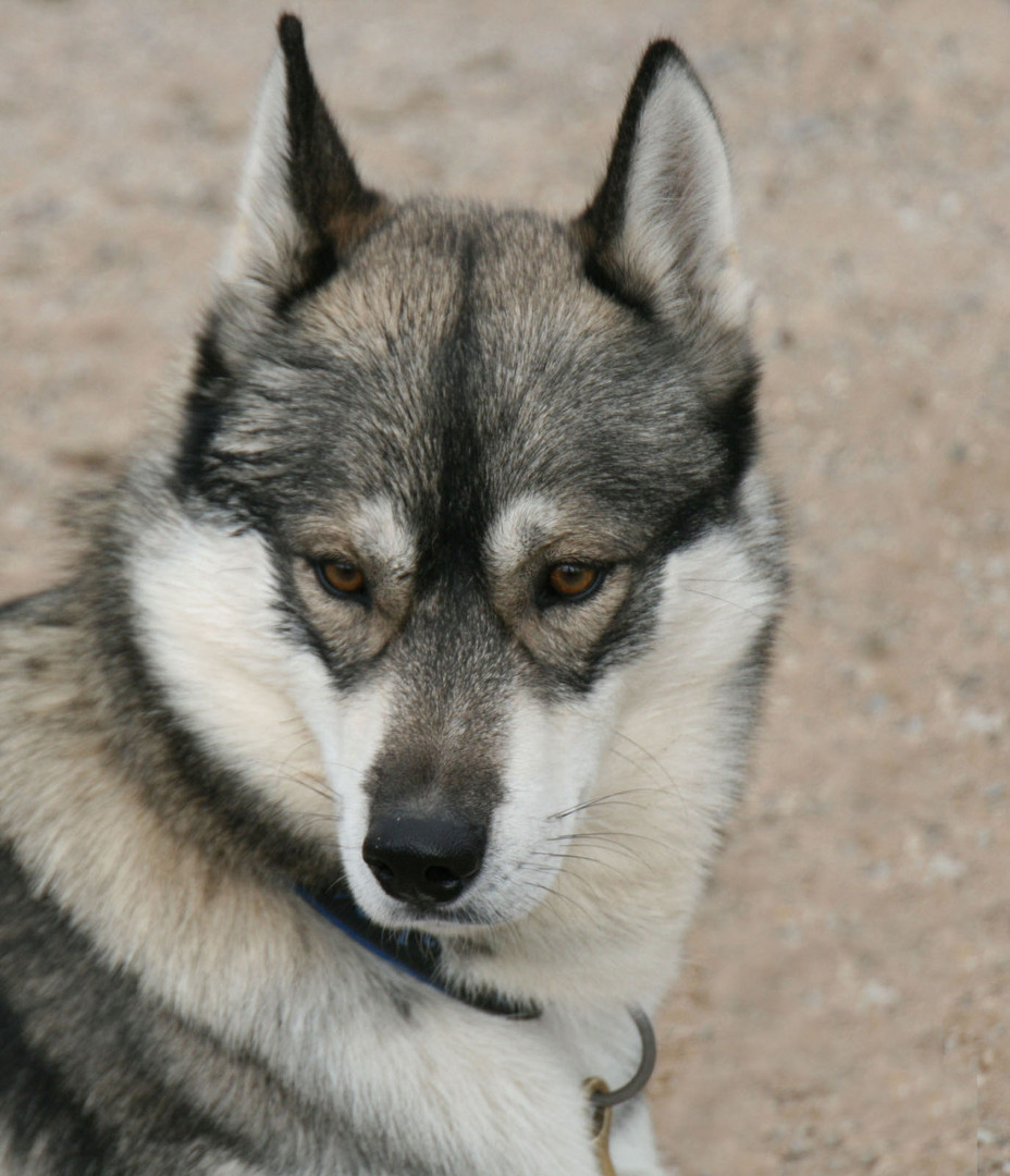 Siberian Husky