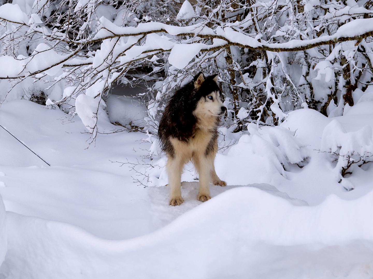 Siberian Husky