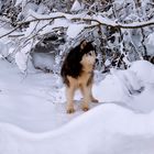 Siberian Husky