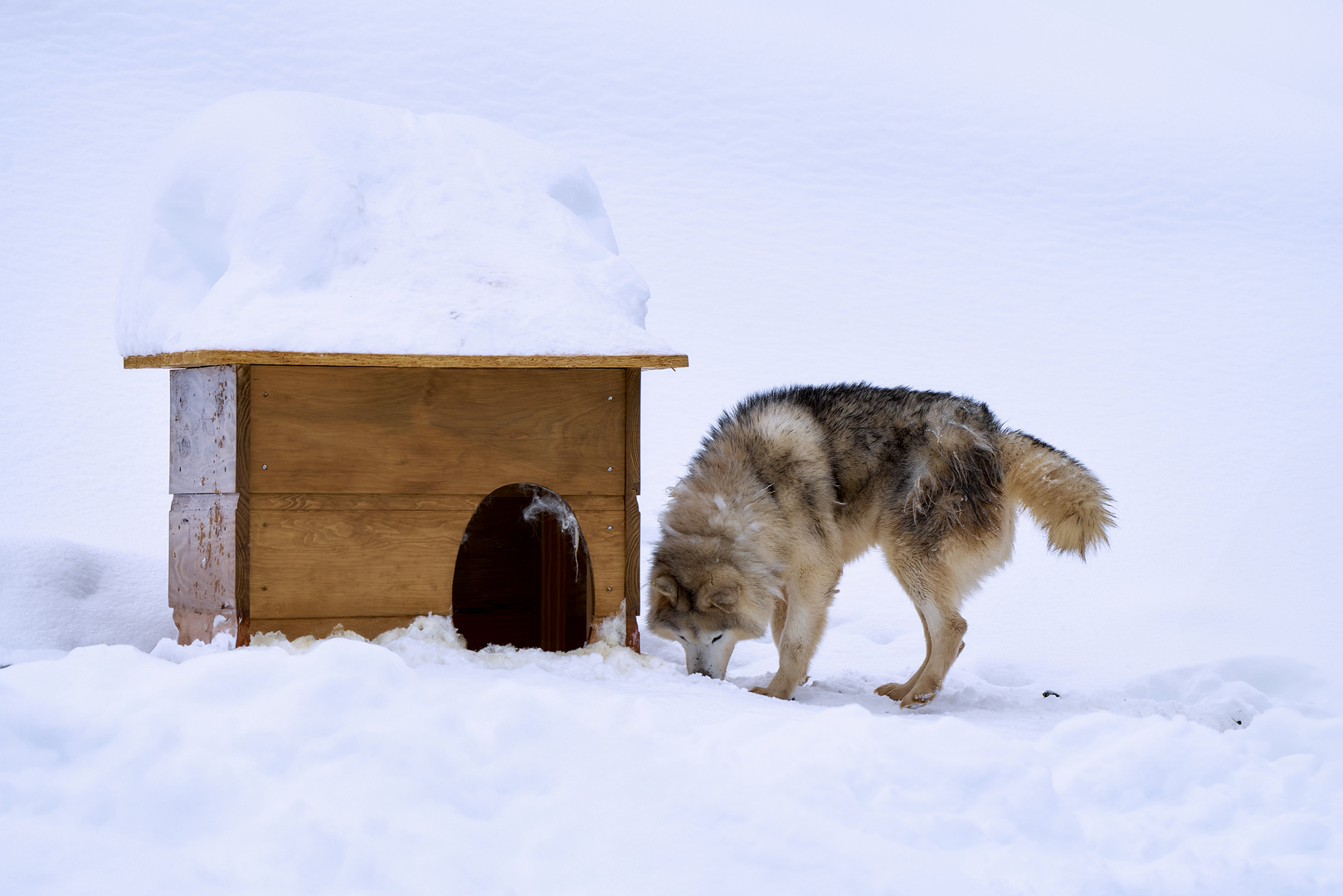 Siberian Husky