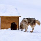 Siberian Husky