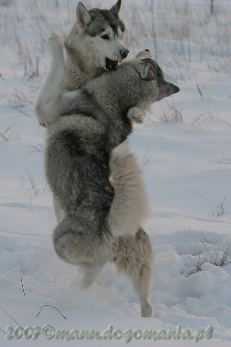 Siberian Husky Dance