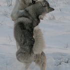 Siberian Husky Dance