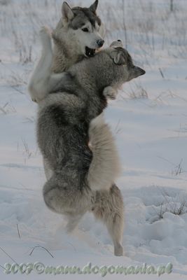 Siberian Husky Dance