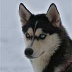 Siberian Husky