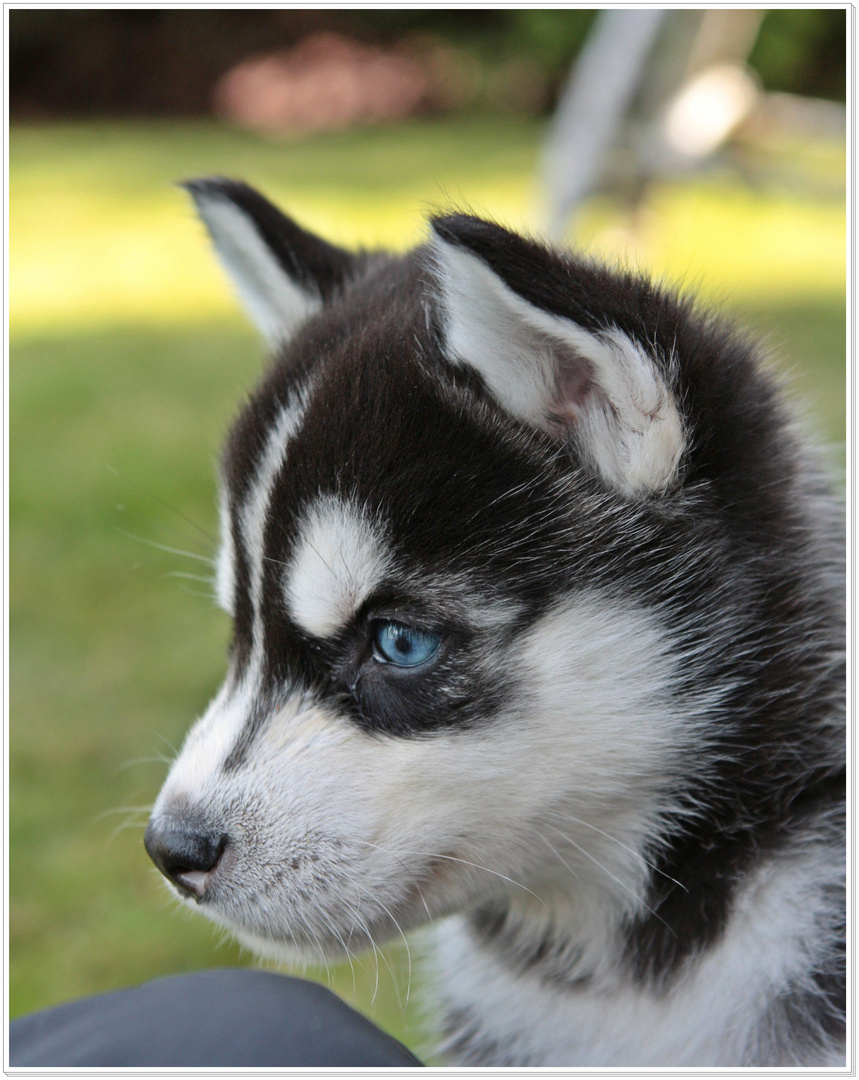 =Siberian Husky=