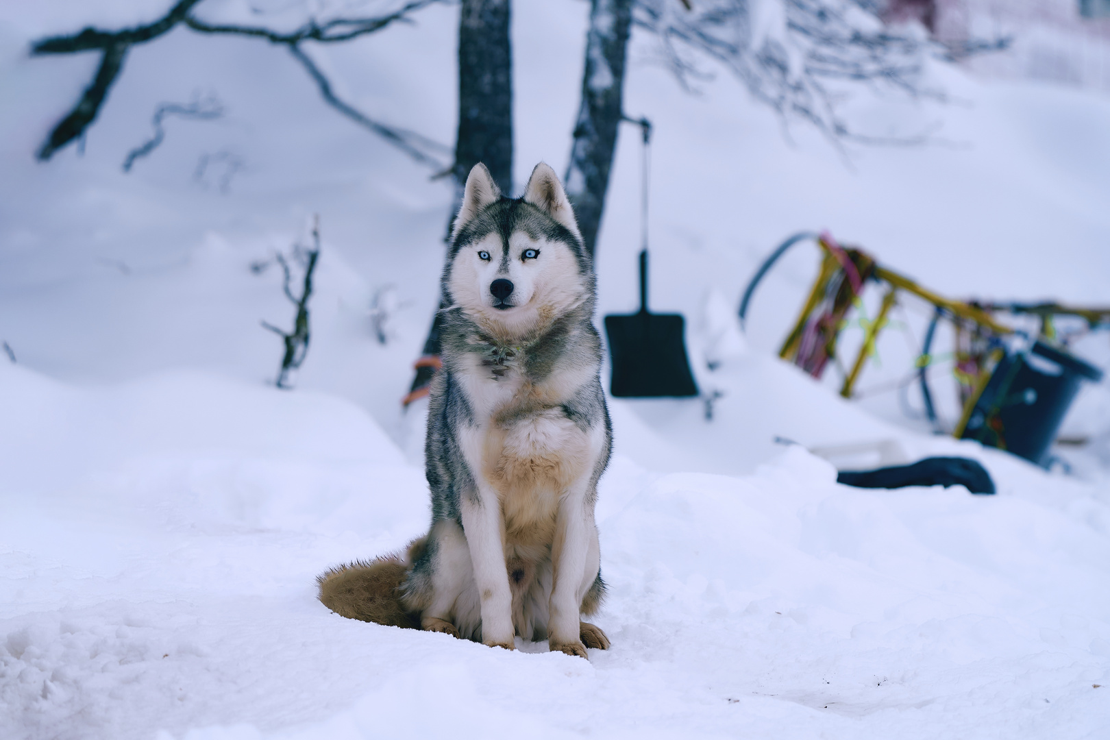 Siberian Husky