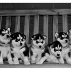 Siberian Husky Hobbyzucht