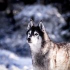 Siberian Husky im Schnee