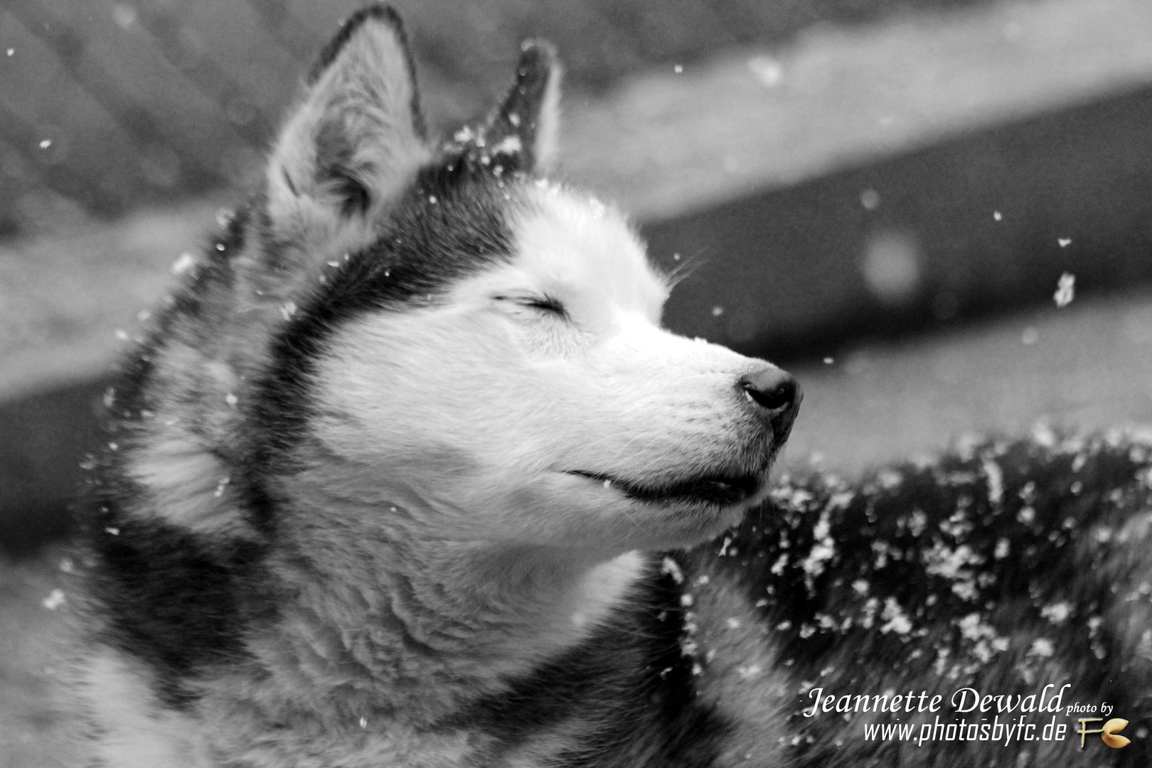 Siberian Husky Jack begrüßt und genießt die ersten Schneeflocken - Photos by FC - Jeannette Dewald