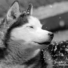 Siberian Husky Jack begrüßt und genießt die ersten Schneeflocken - Photos by FC - Jeannette Dewald