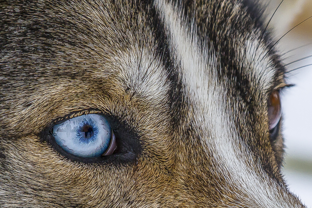 Siberian Husky mit Augenspiegel - Finnland