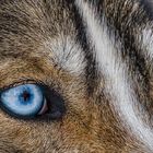 Siberian Husky mit Augenspiegel - Finnland