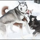 Siberian Husky Rudel