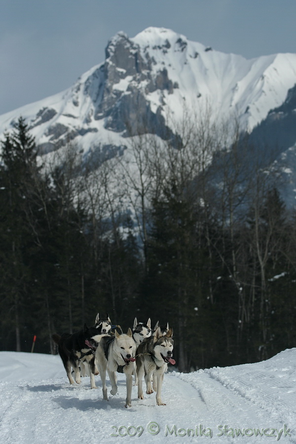 Siberian Husky team in mountains