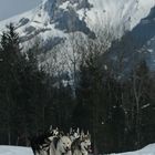 Siberian Husky team in mountains