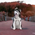 Siberian Husky - Toxi