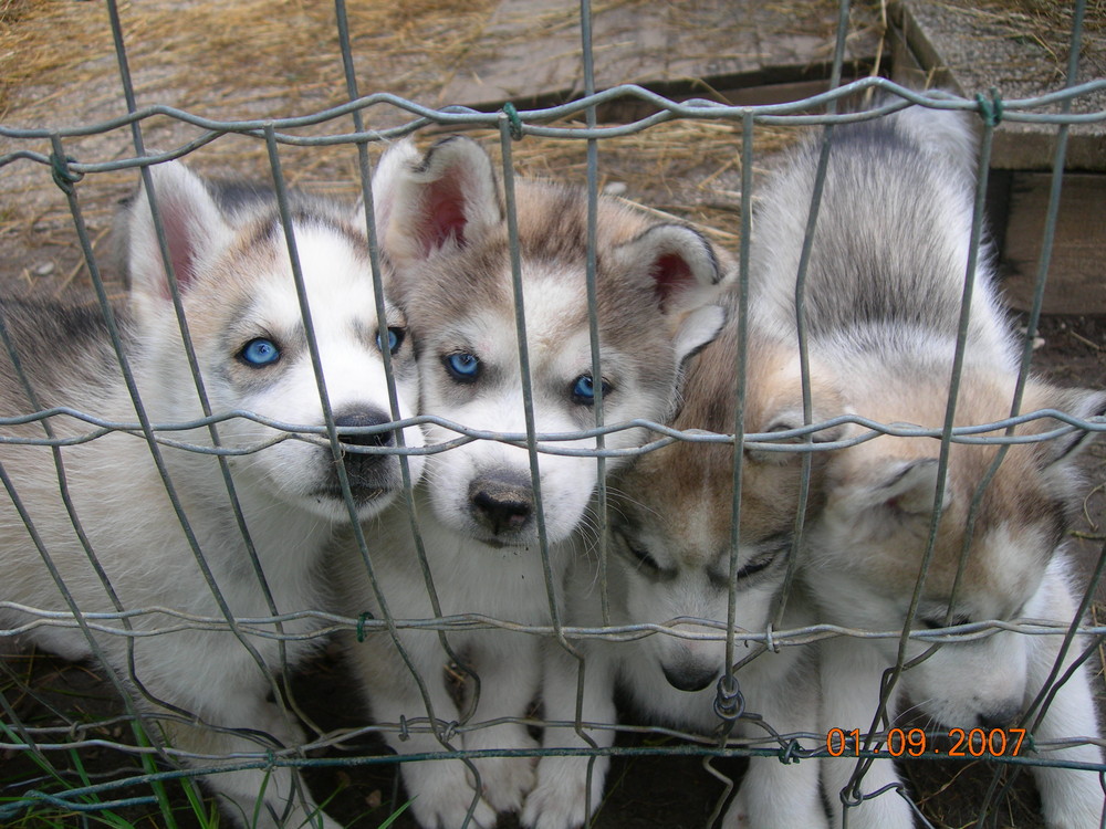 Siberian Husky Welpen