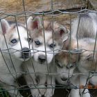 Siberian Husky Welpen