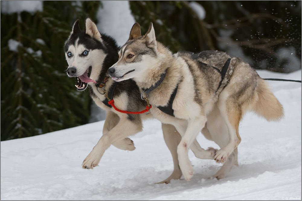 Siberian Huskys