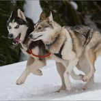 Siberian Huskys