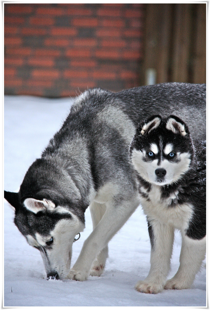 Siberian Husky`s