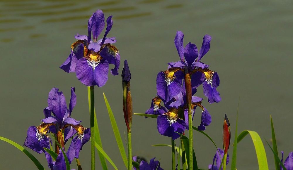 Siberian Iris