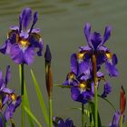 Siberian Iris