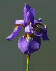 Siberian Iris