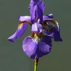 Siberian Iris