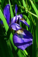 Siberian Iris 