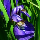 Siberian Iris 